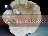 Infradoc. разрез красный кедр