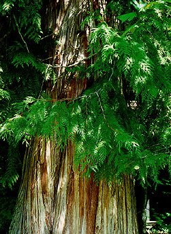 Thuja Plicata Канадский кедр Thuja Plicata Канадский кедр